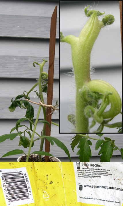 tomato
